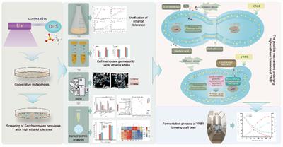 Screening and transcriptomic analysis of the ethanol-tolerant mutant Saccharomyces cerevisiae YN81 for high-gravity brewing